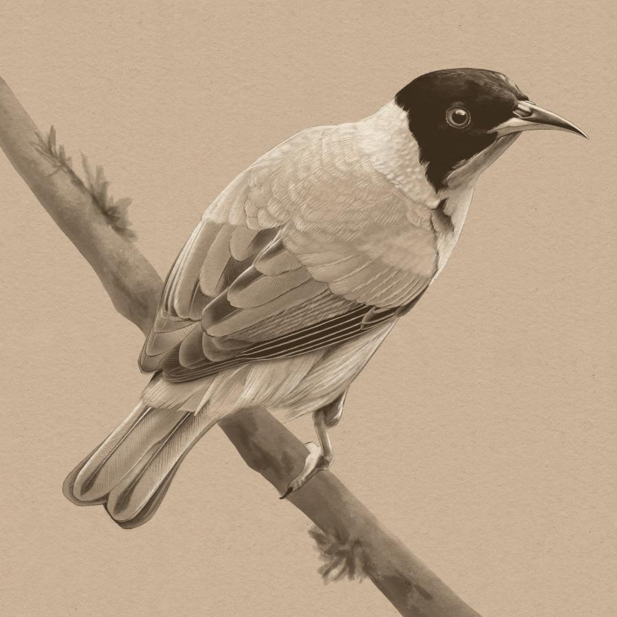 Illustration of a green honeycreeper bird sitting atop a branch.